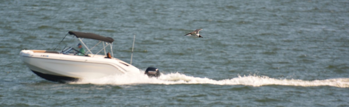 Laughing Gull - ML620399837