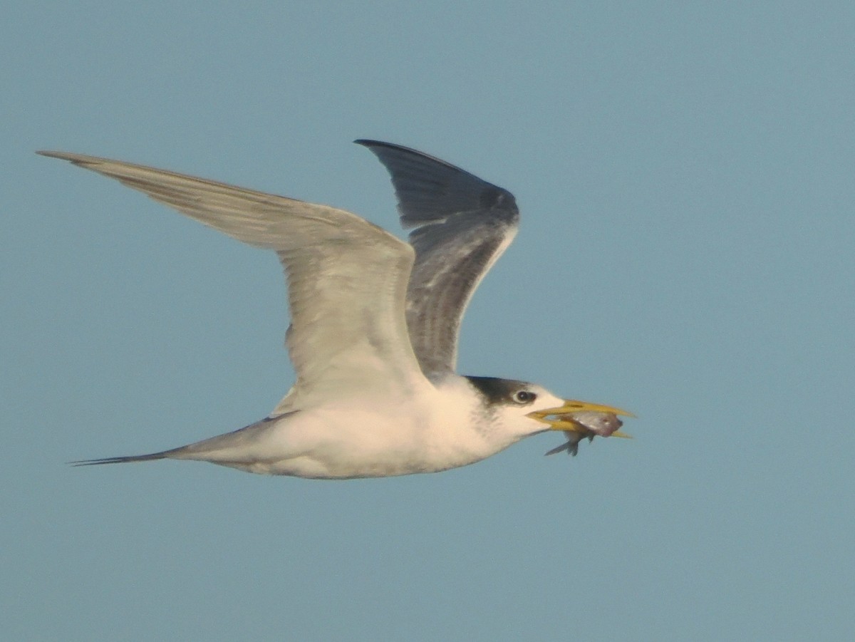 Great Crested Tern - ML620399839