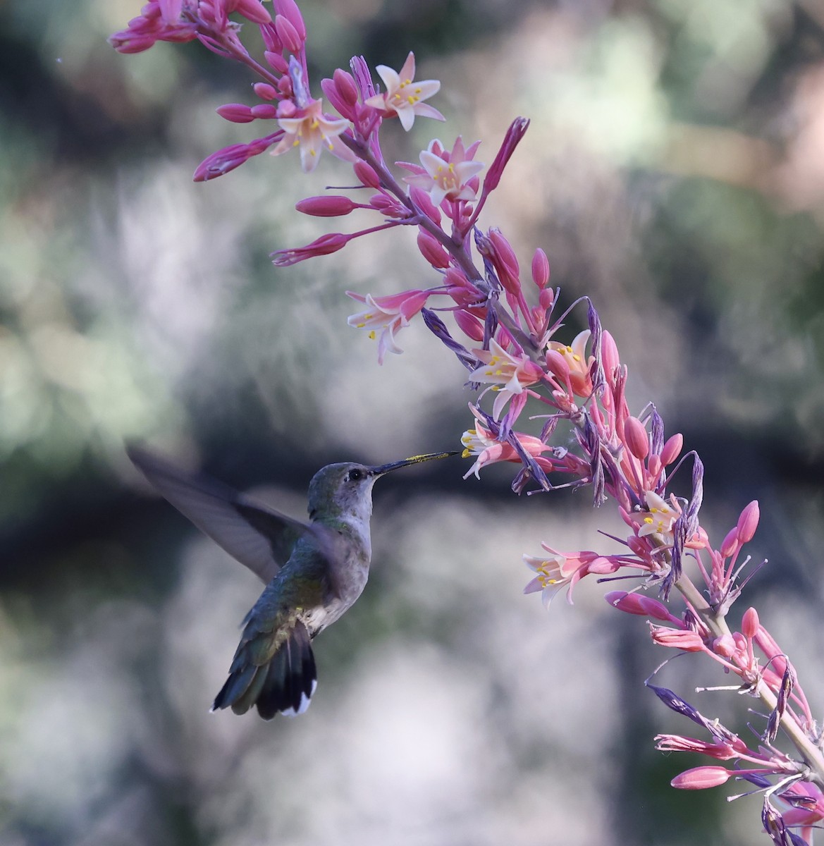 Anna's Hummingbird - ML620399842