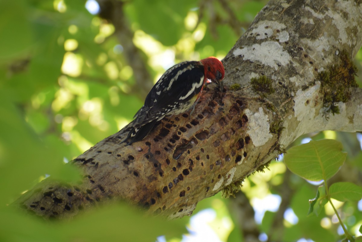 Red-breasted Sapsucker - ML620399847