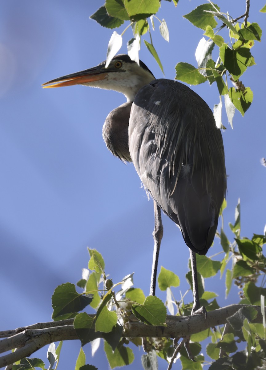 Great Blue Heron - Toni McQuivey Taylor