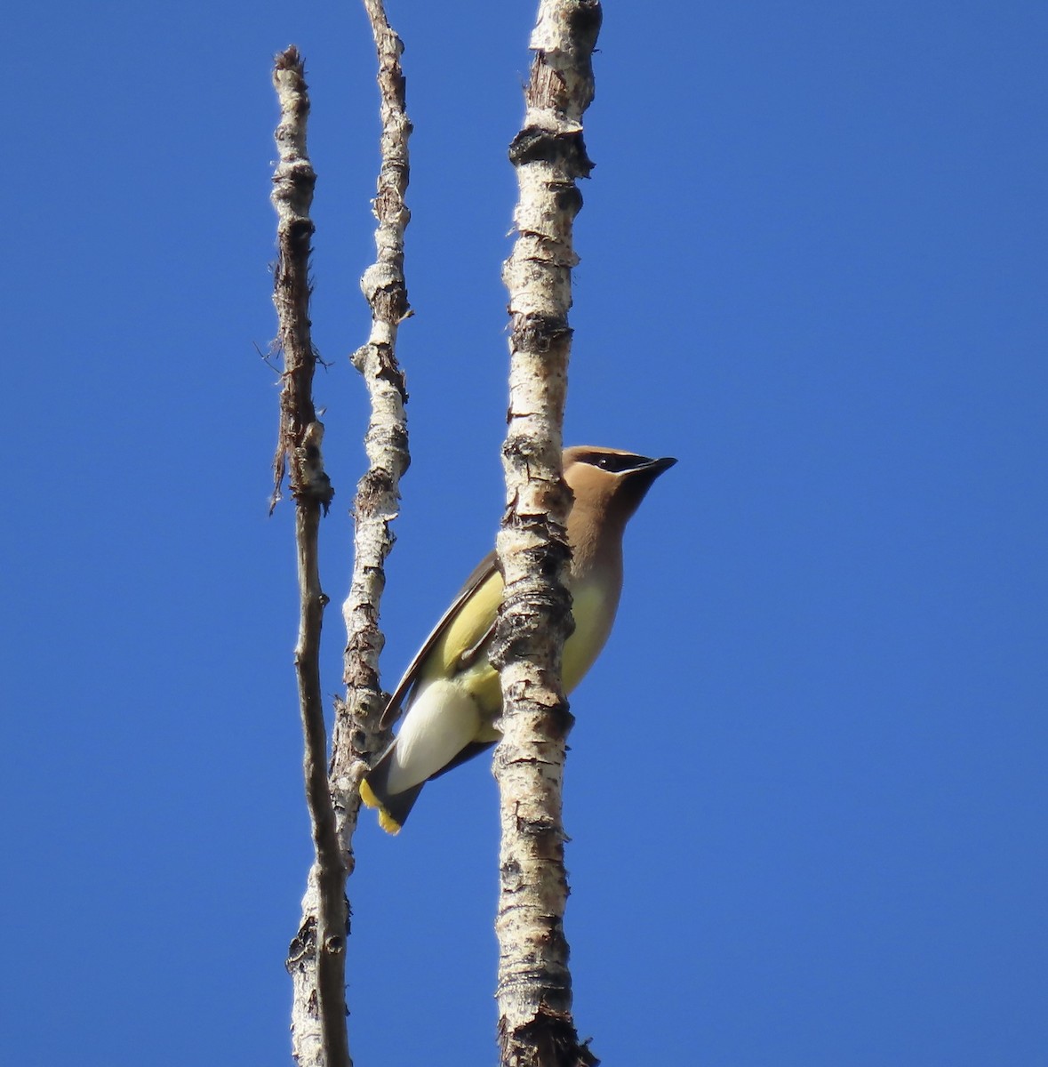 Cedar Waxwing - ML620399852