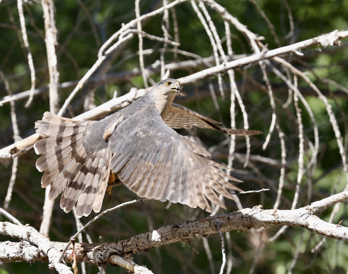 Cooper's Hawk - ML620399855