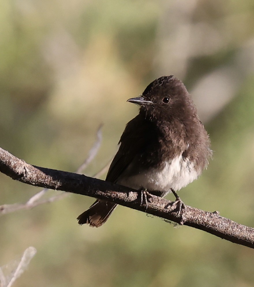 Black Phoebe - ML620399863