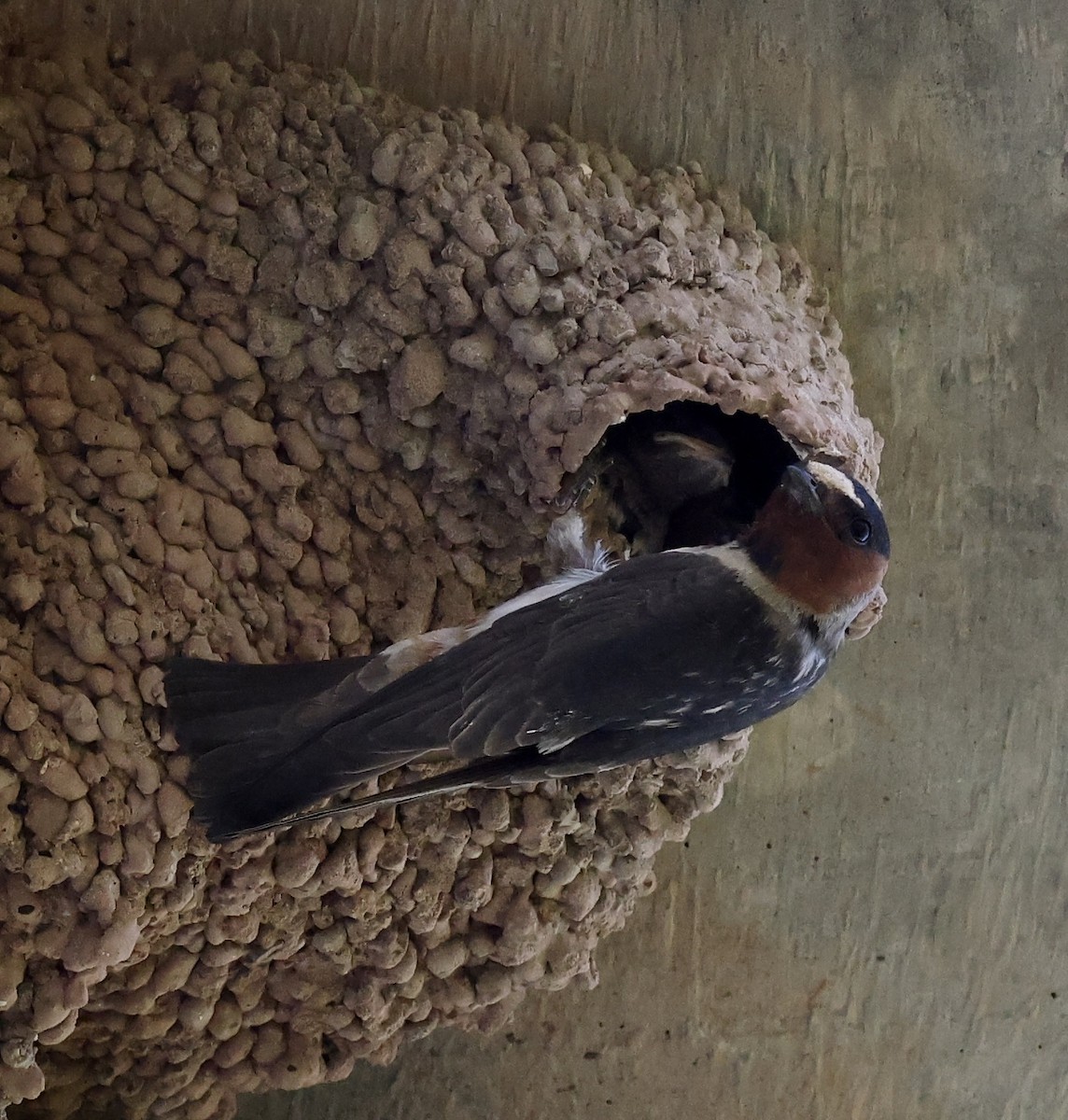 Cliff Swallow - ML620399873