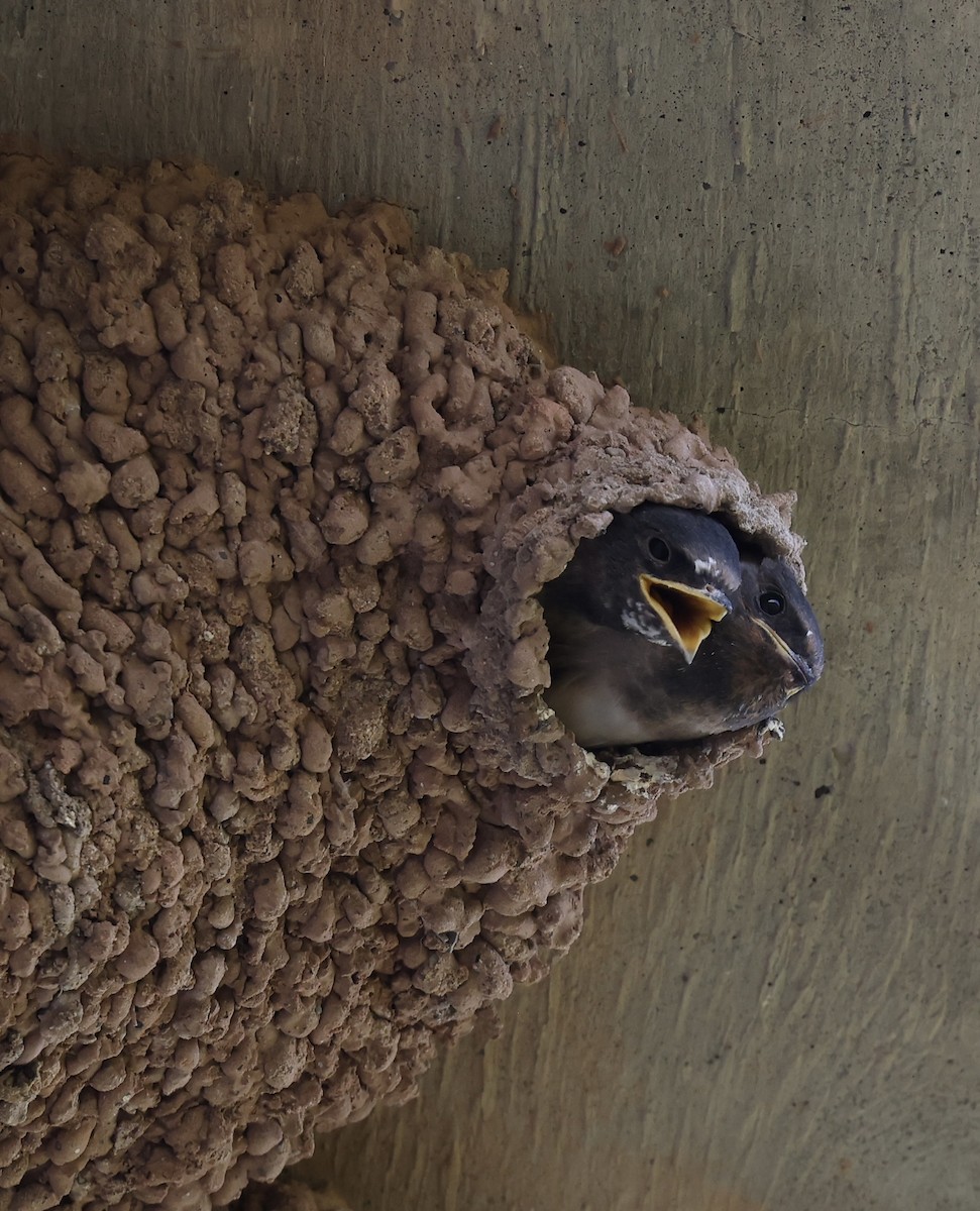 Cliff Swallow - ML620399874