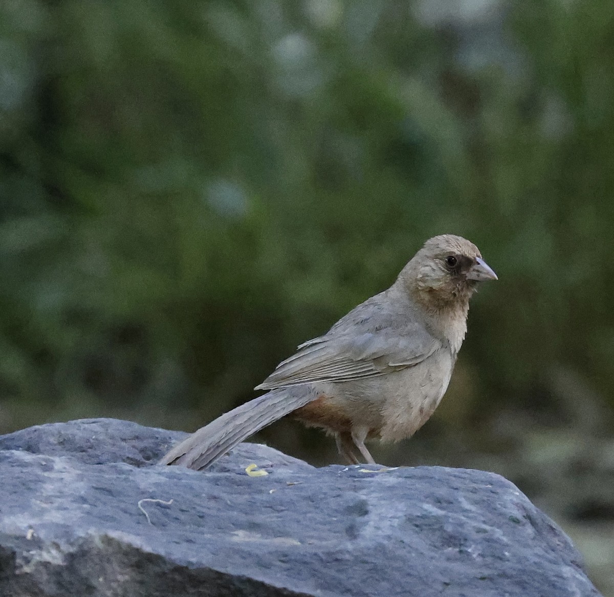 Abert's Towhee - ML620399882