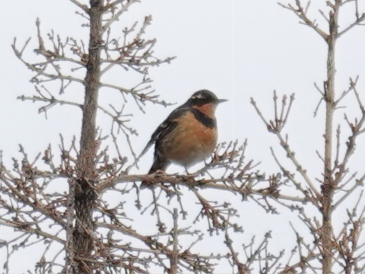 Varied Thrush - ML620399887