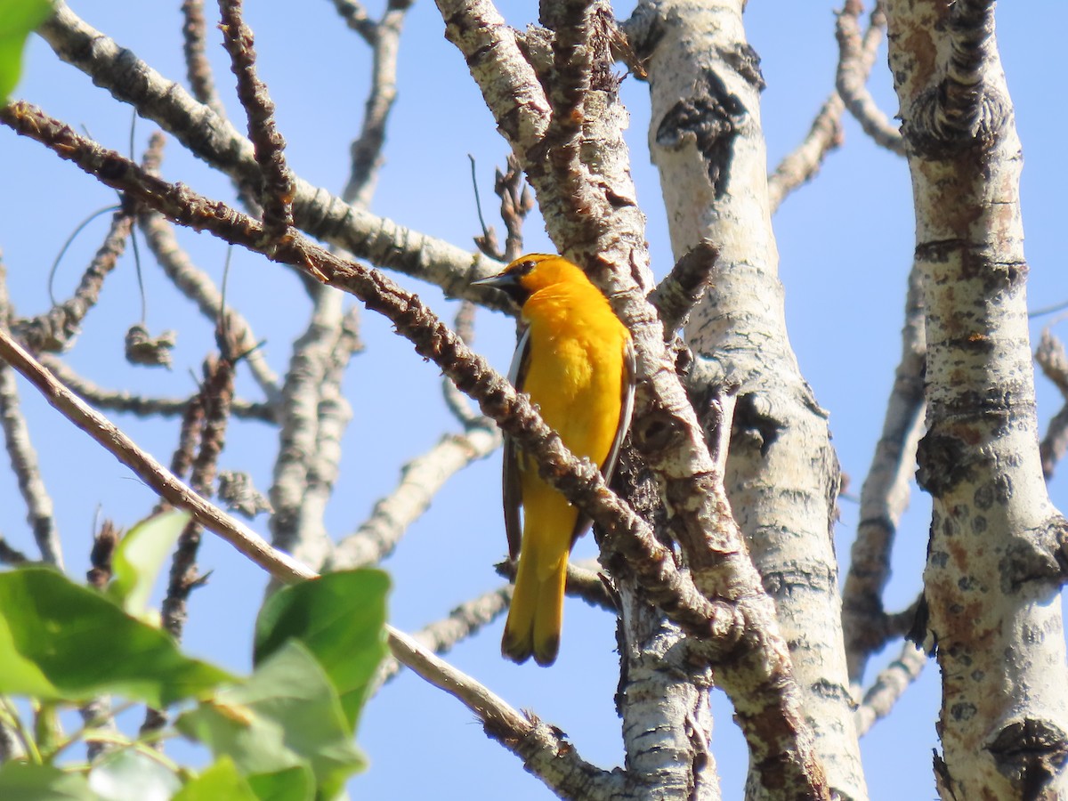 gullbryntrupial - ML620399888