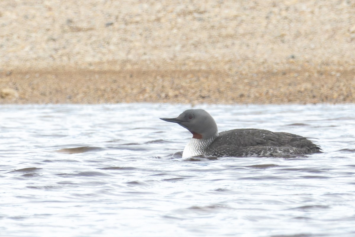 Red-throated Loon - ML620399890