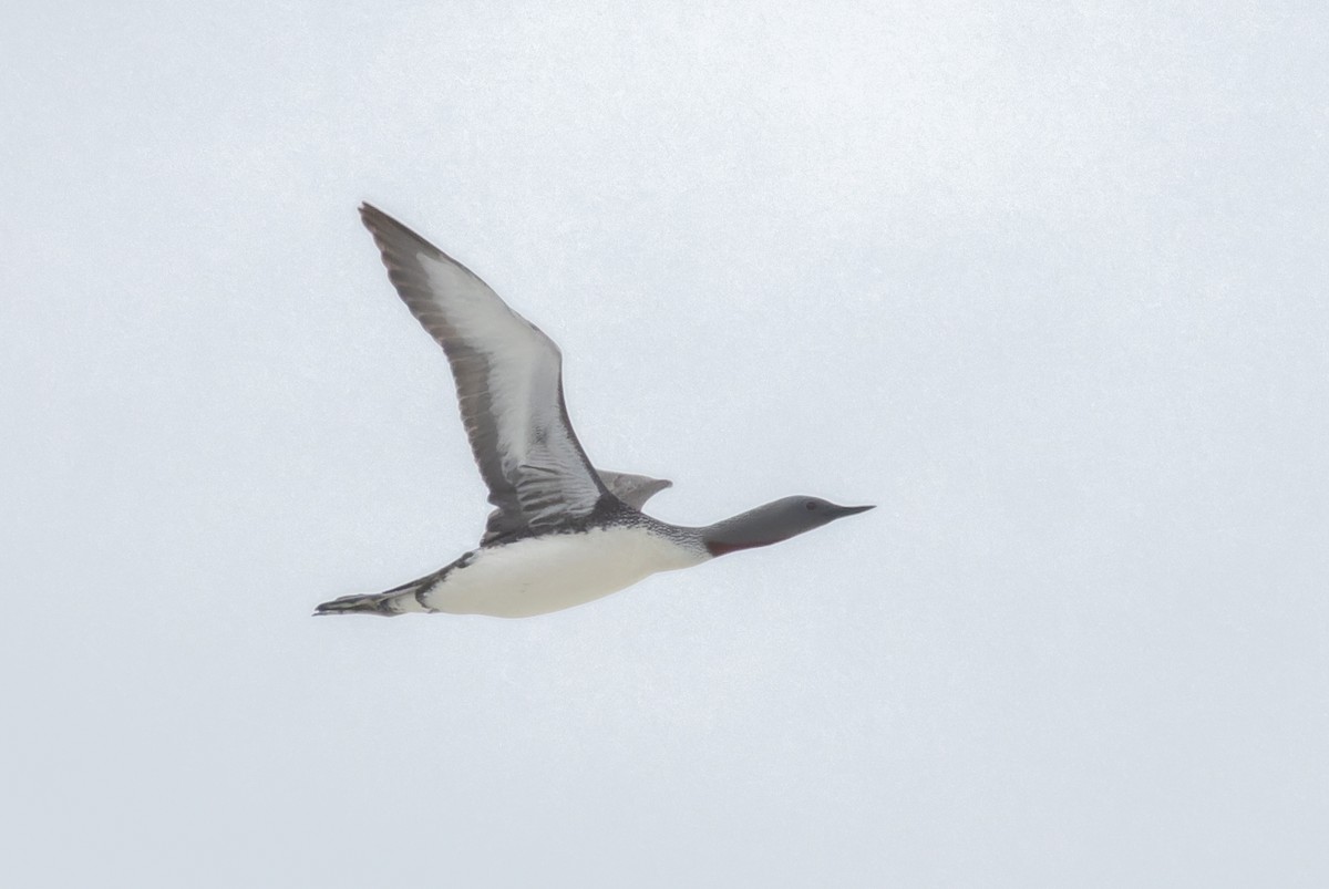 Red-throated Loon - ML620399895