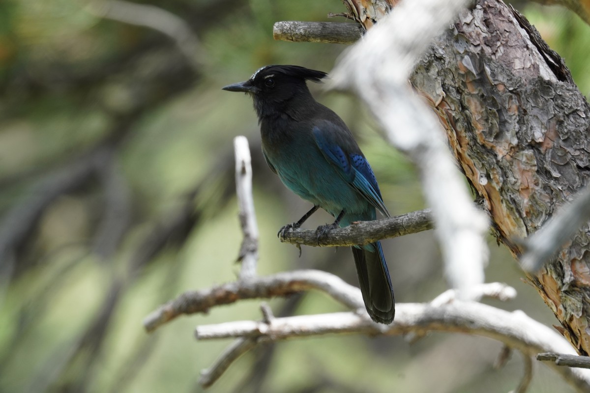 Steller's Jay - ML620399900