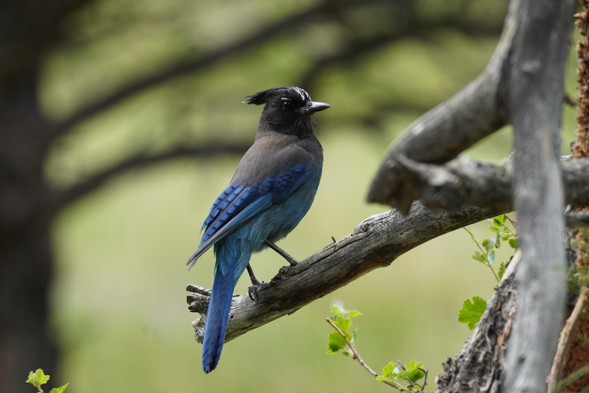 Steller's Jay - ML620399902