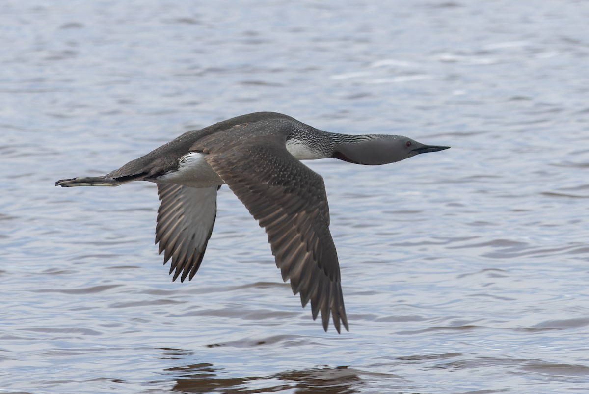 Red-throated Loon - ML620399903