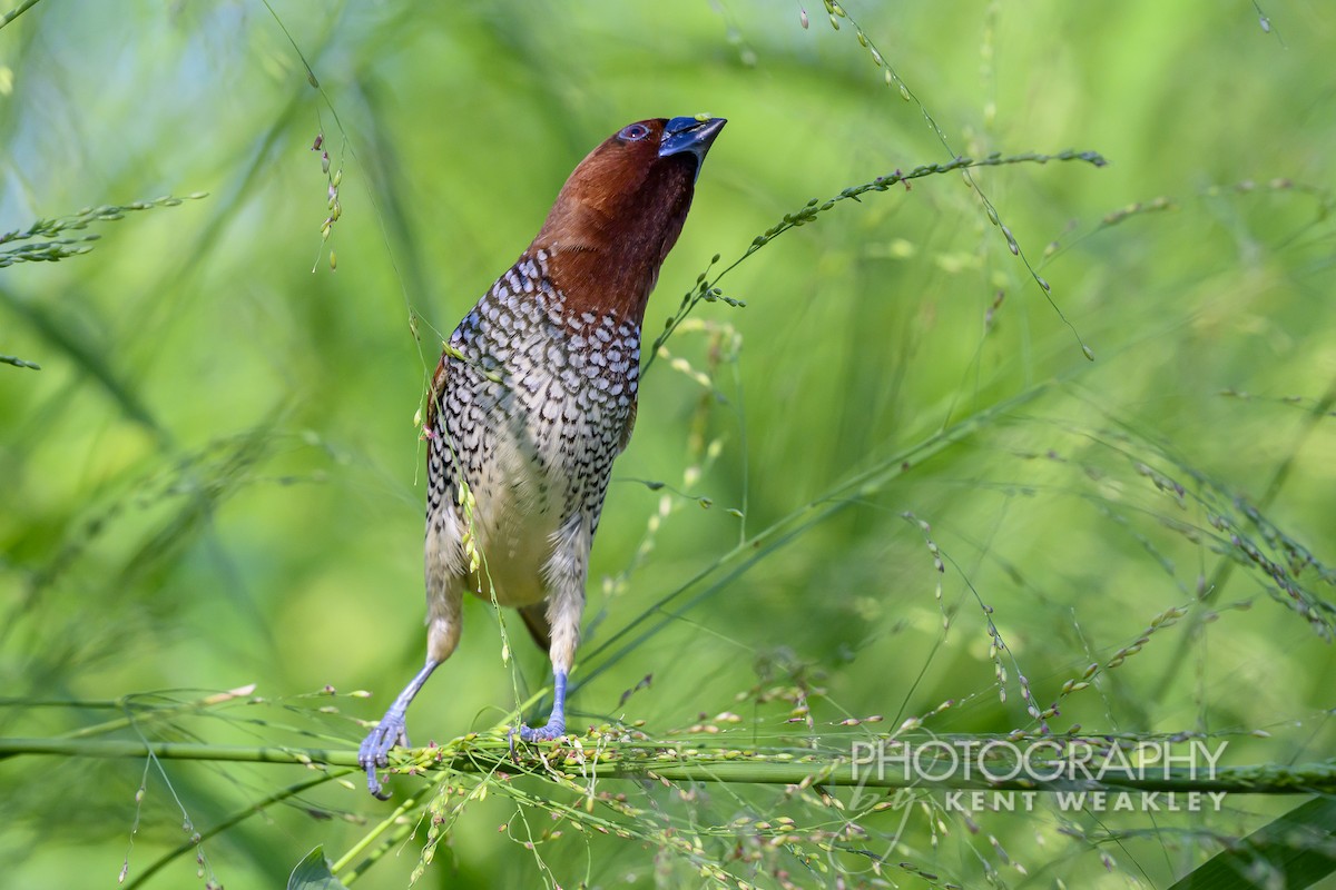 Scaly-breasted Munia - ML620399910