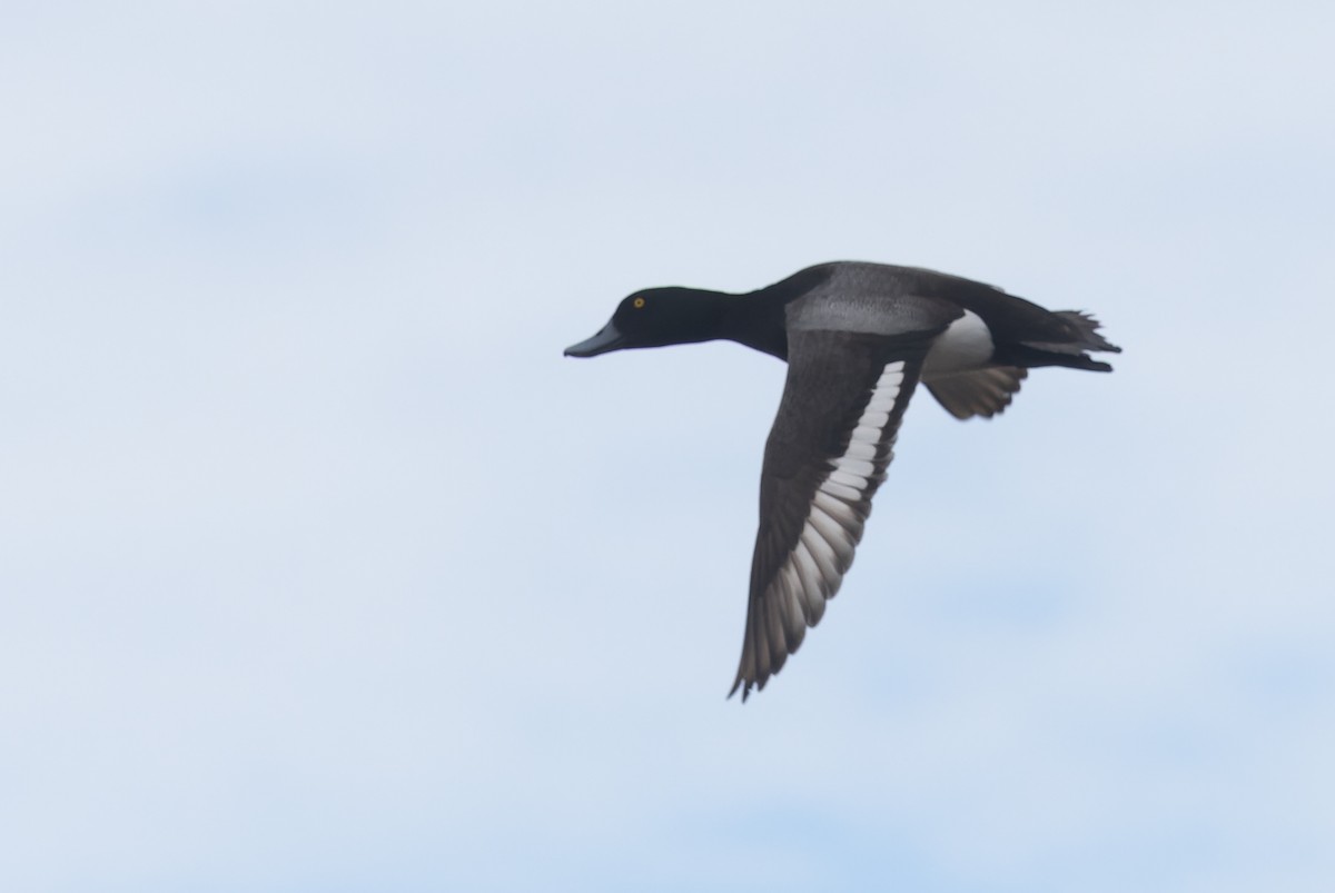 Greater Scaup - ML620399918