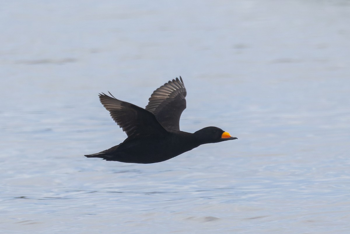 Black Scoter - ML620399920