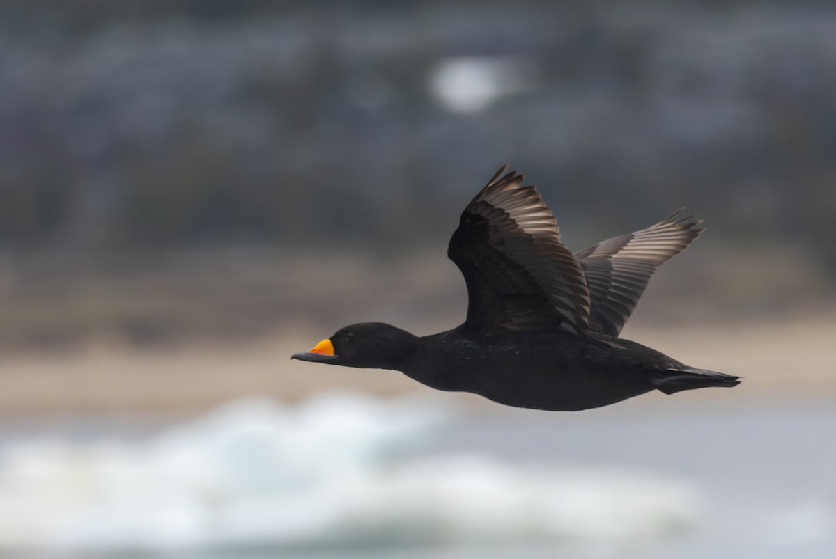 Black Scoter - ML620399923