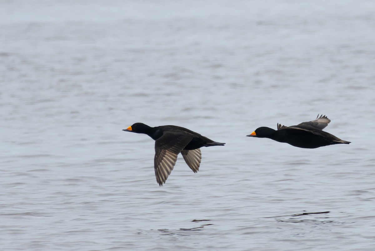 Black Scoter - ML620399926