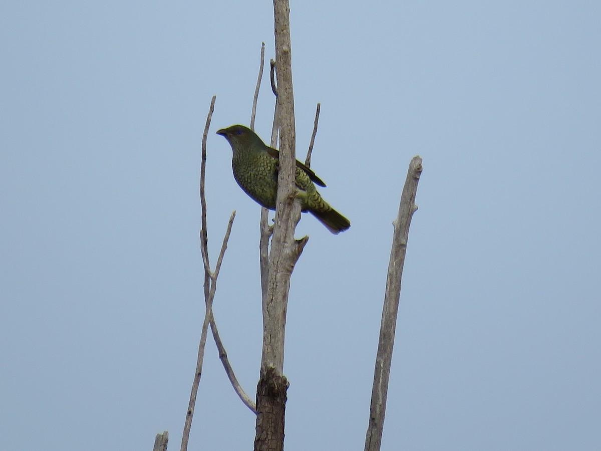 Satin Bowerbird - ML620399930