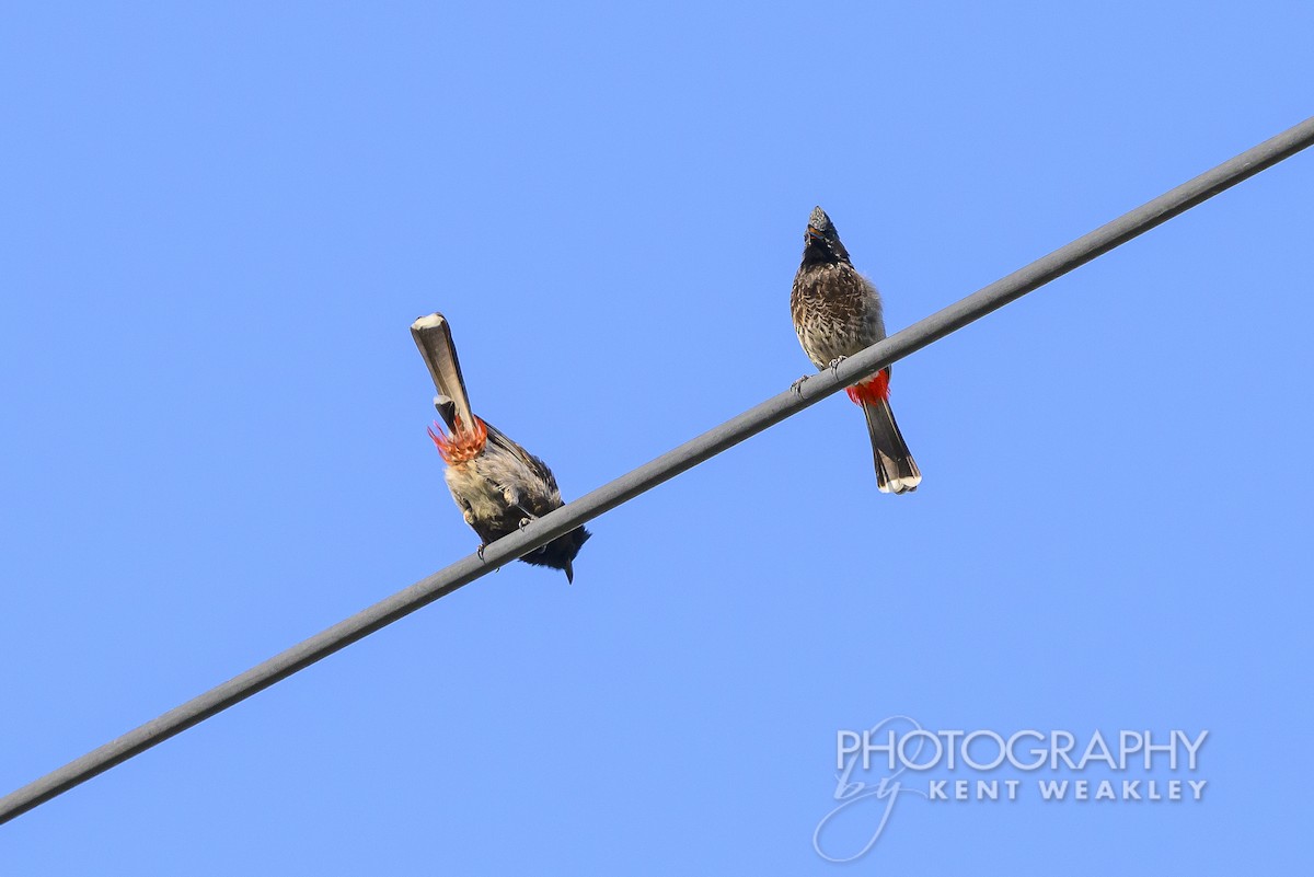 Red-vented Bulbul - ML620399932