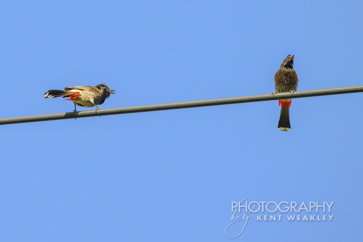 Red-vented Bulbul - ML620399933