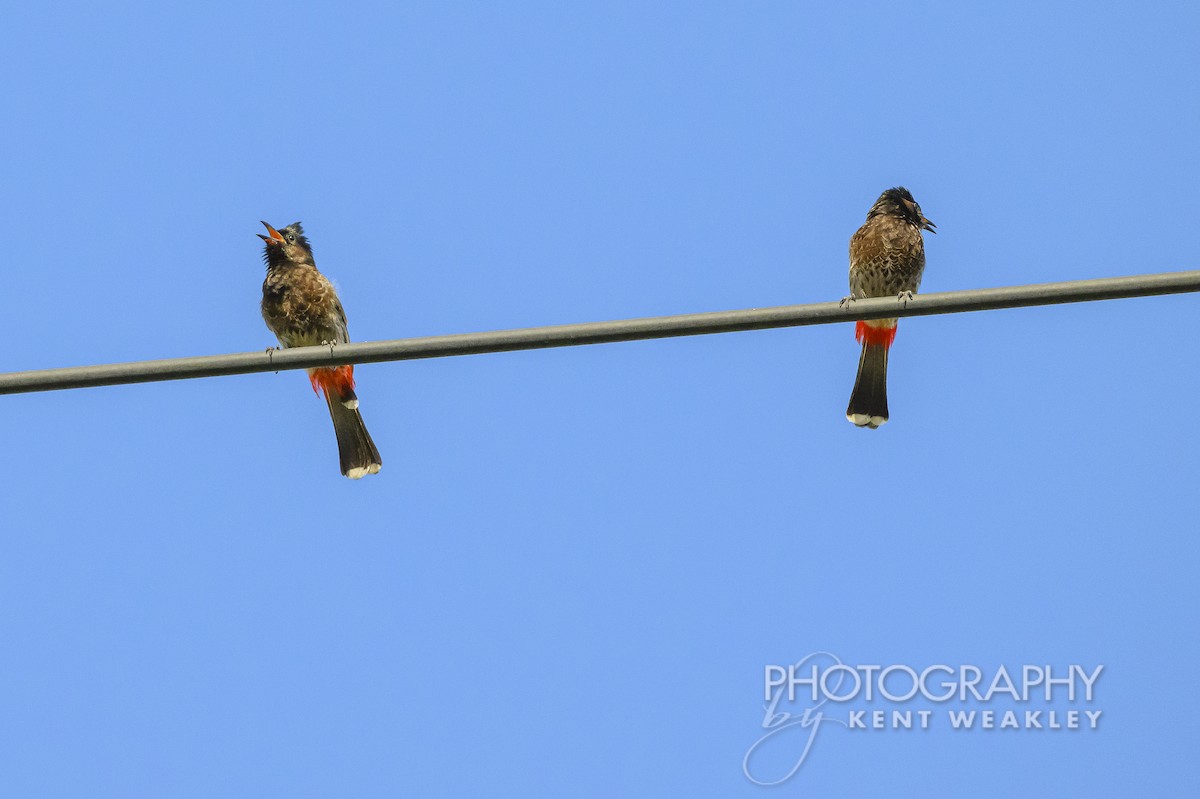 Red-vented Bulbul - ML620399935