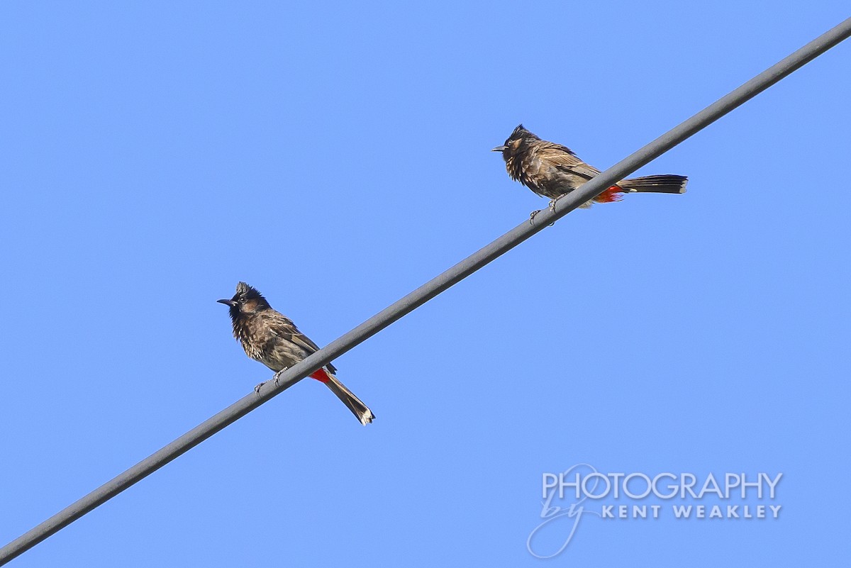 Red-vented Bulbul - ML620399938
