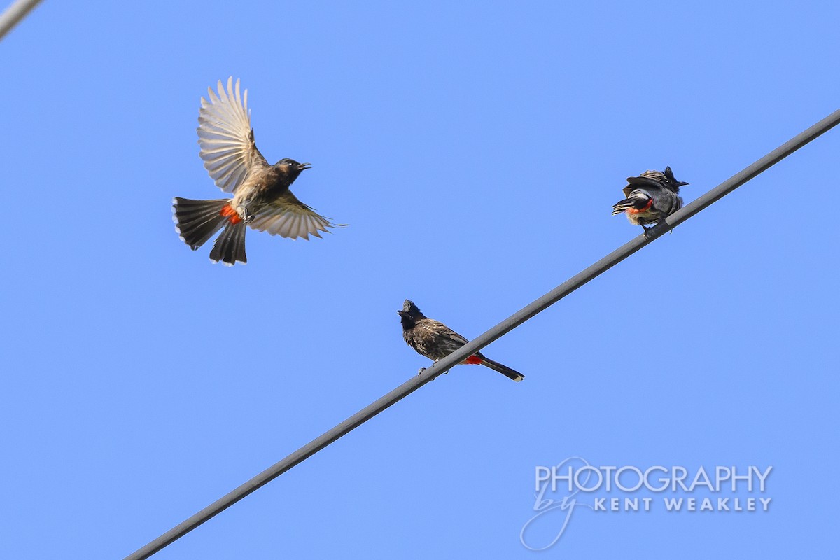 Red-vented Bulbul - ML620399939