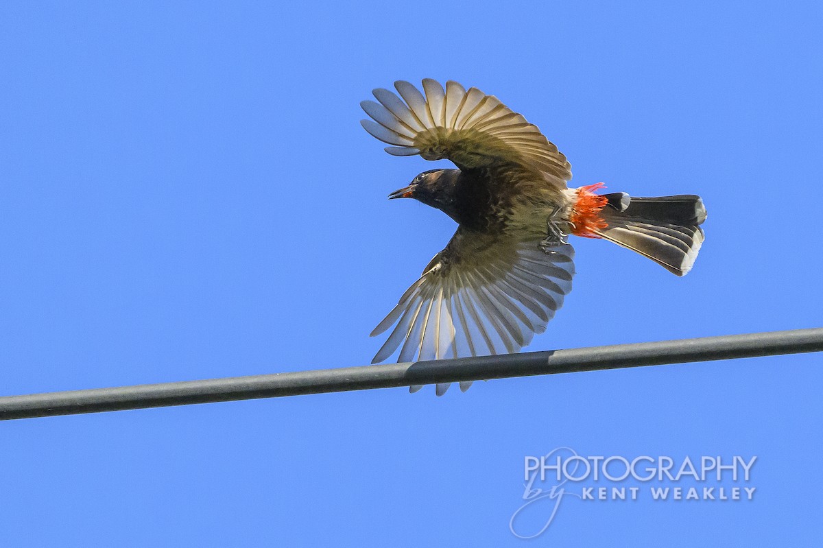 Bulbul à ventre rouge - ML620399940