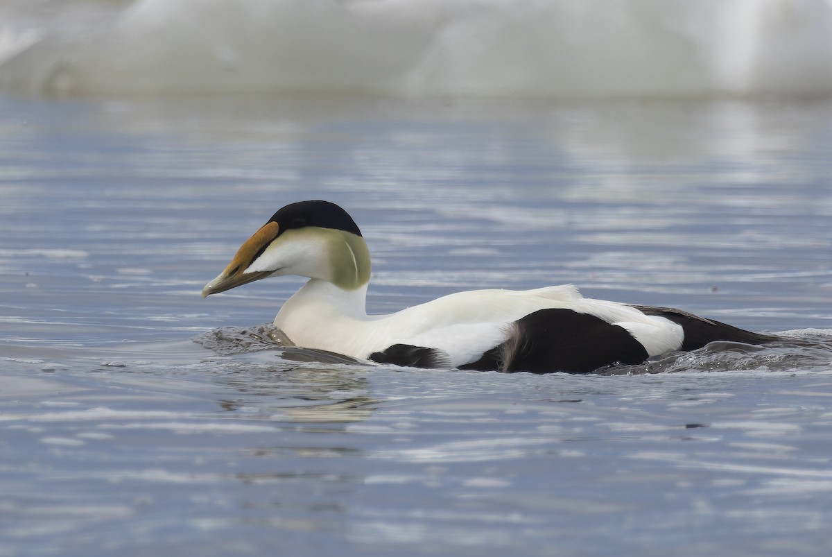 Eider arrunta - ML620399942