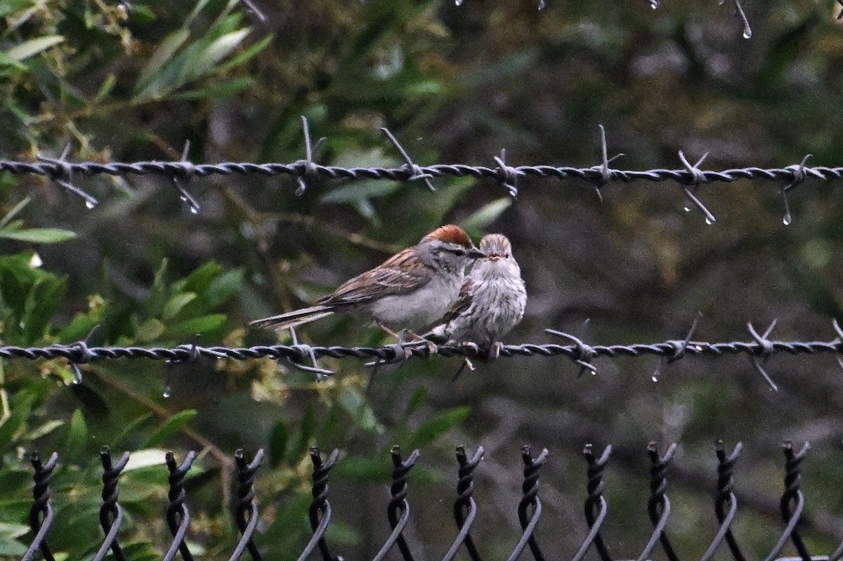 Chipping Sparrow - ML620399946