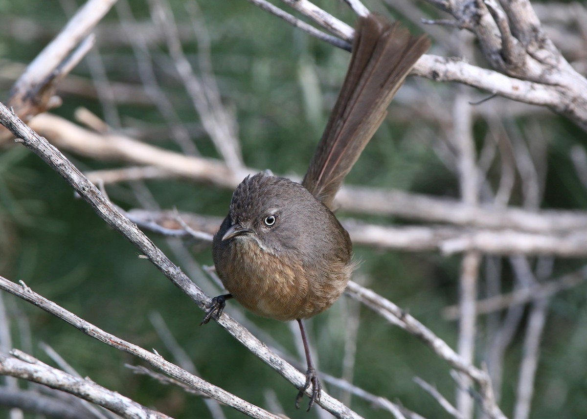 Wrentit - ML620399949