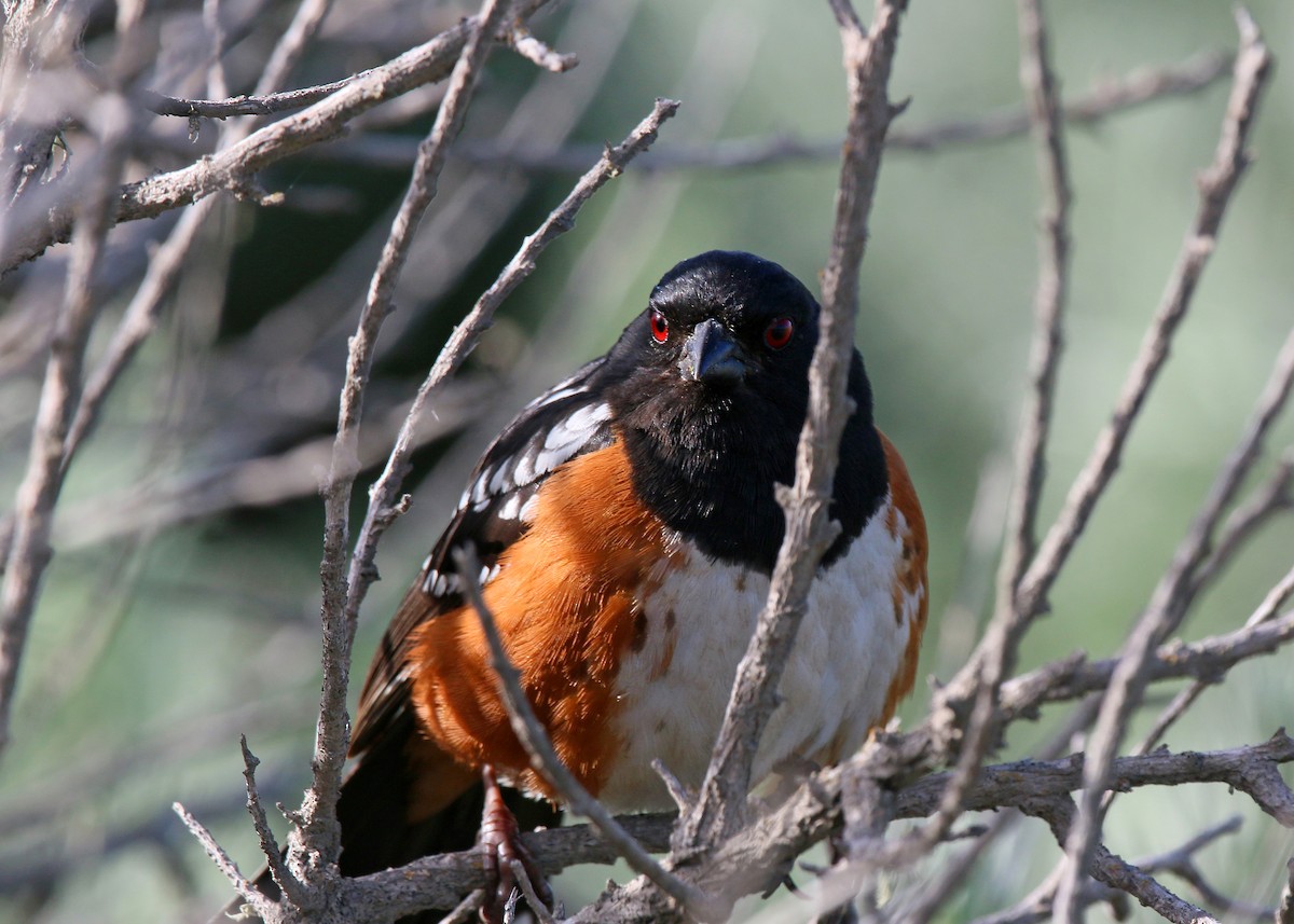 Spotted Towhee - ML620399952