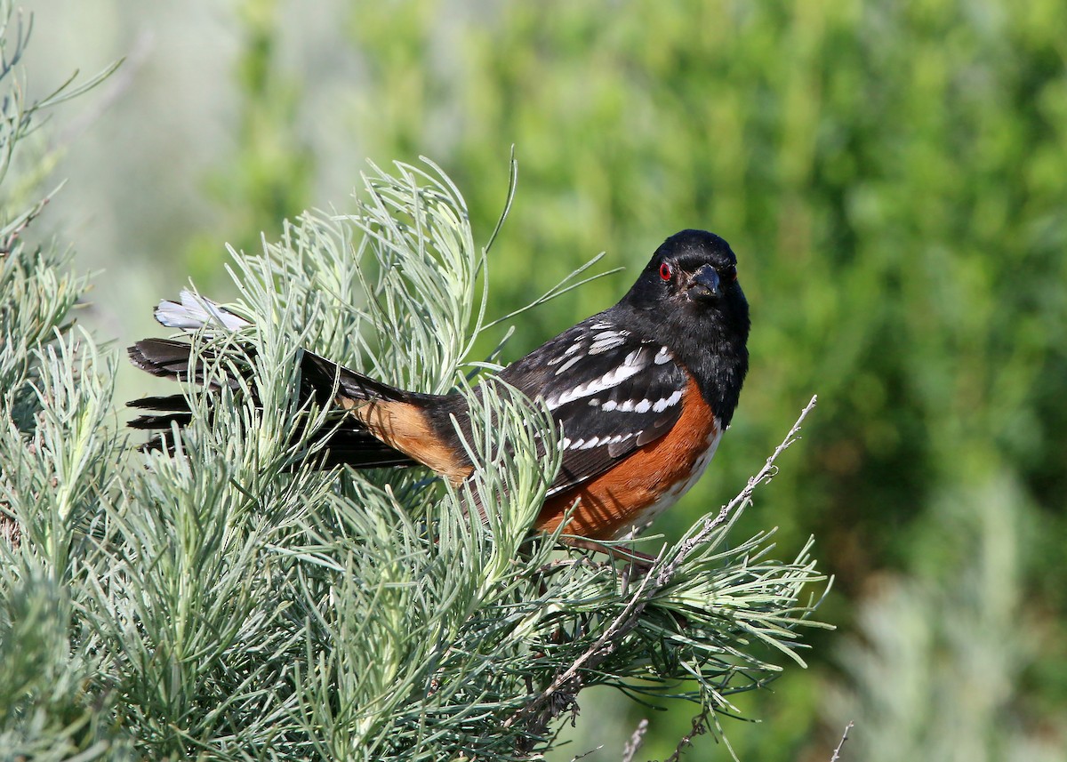 Spotted Towhee - ML620399954