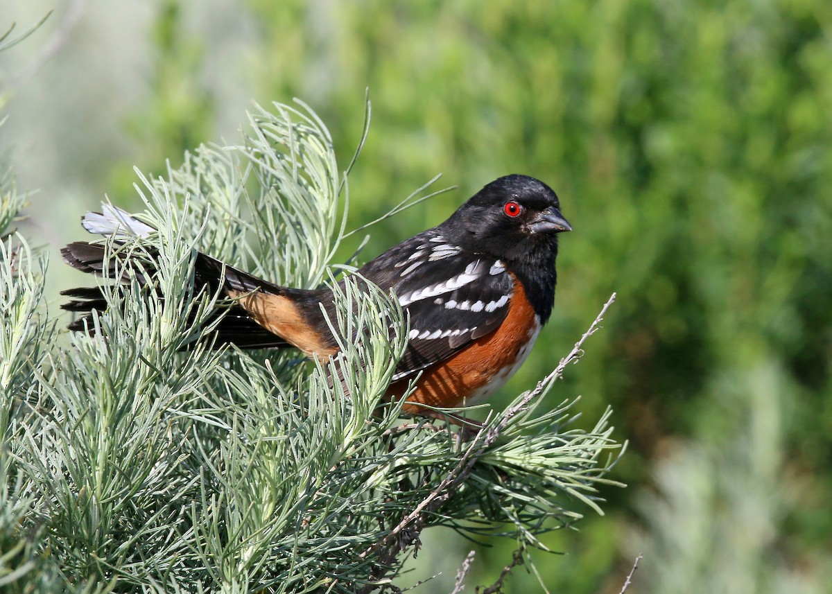 Spotted Towhee - ML620399955