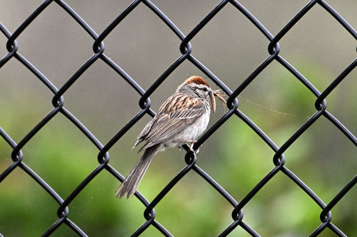 Chipping Sparrow - ML620399968
