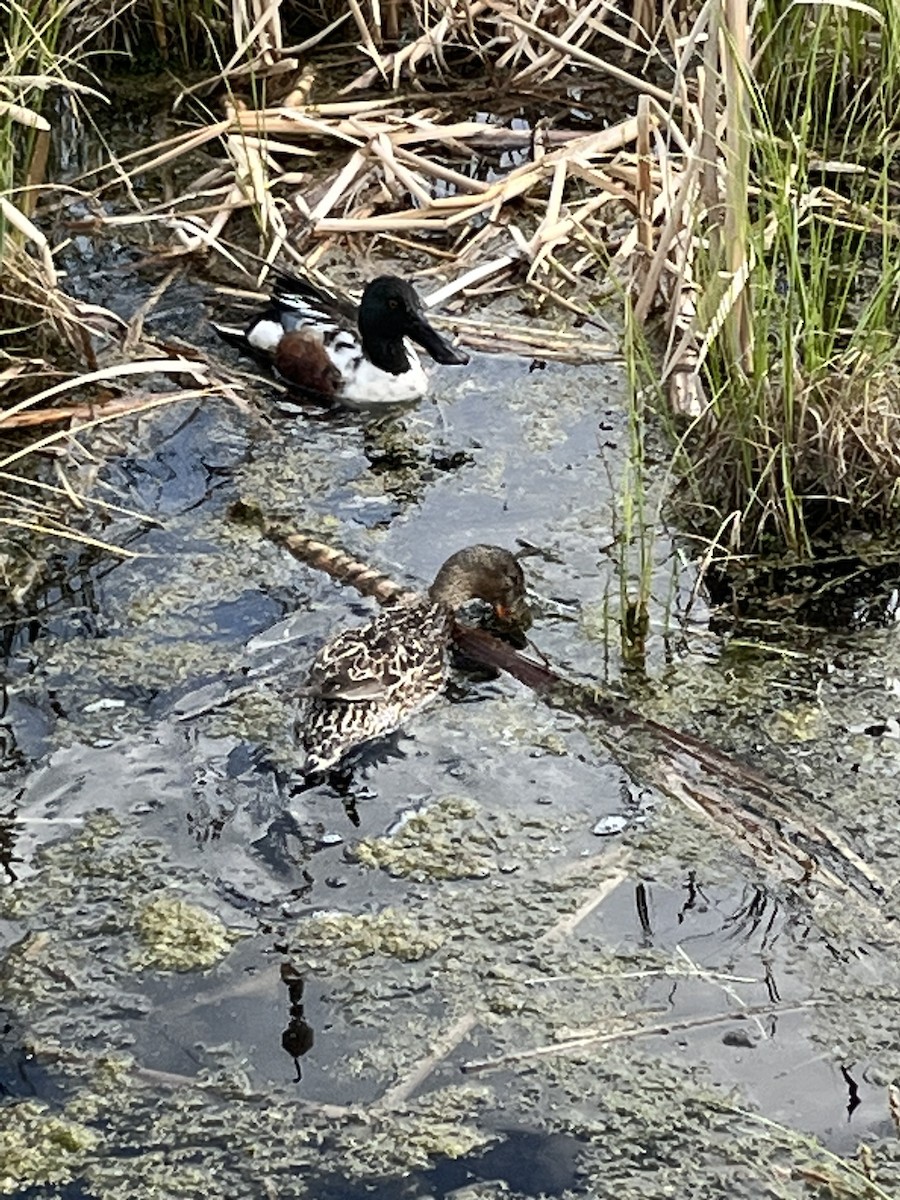 Northern Shoveler - ML620399973