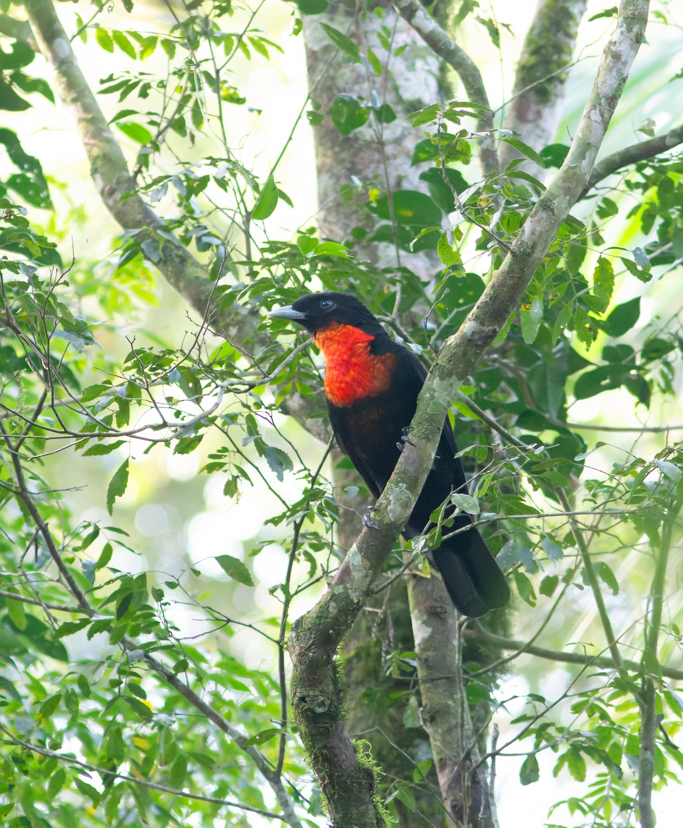 Red-ruffed Fruitcrow - ML620399979