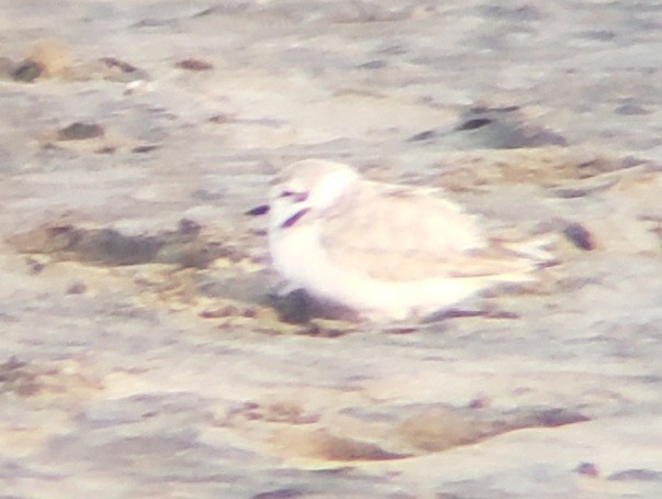 Snowy Plover - ML620399980