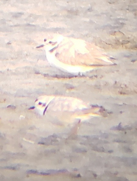 Snowy Plover - ML620399981