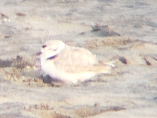 Snowy Plover - ML620399982