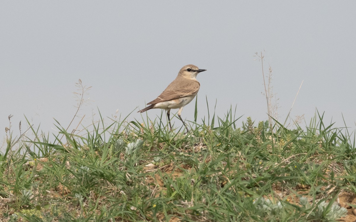 Isabelline Wheatear - ML620399983