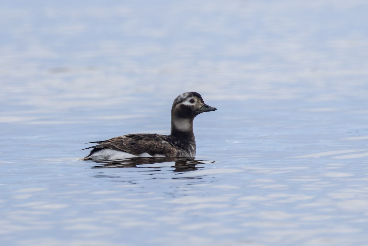 Long-tailed Duck - ML620399989