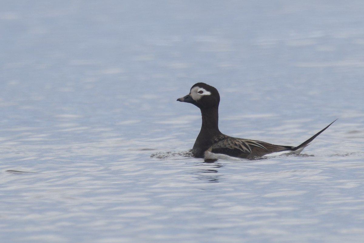 Long-tailed Duck - ML620399990