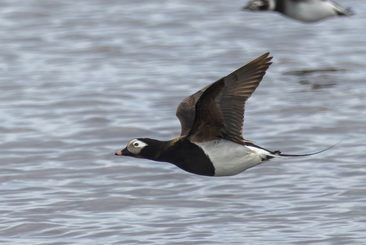 Long-tailed Duck - ML620399993