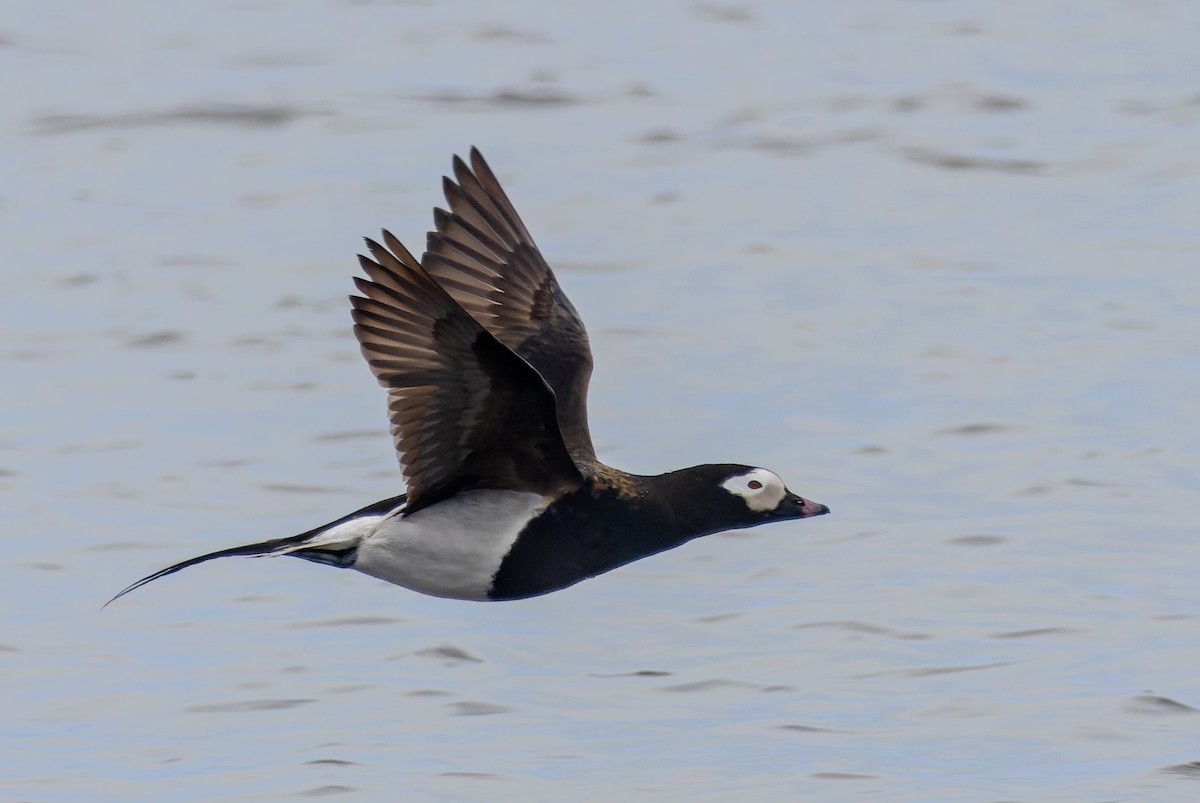 Long-tailed Duck - ML620399995