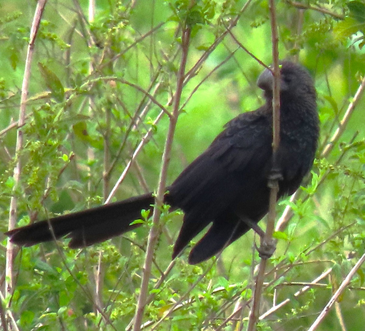 Smooth-billed Ani - ML620399998