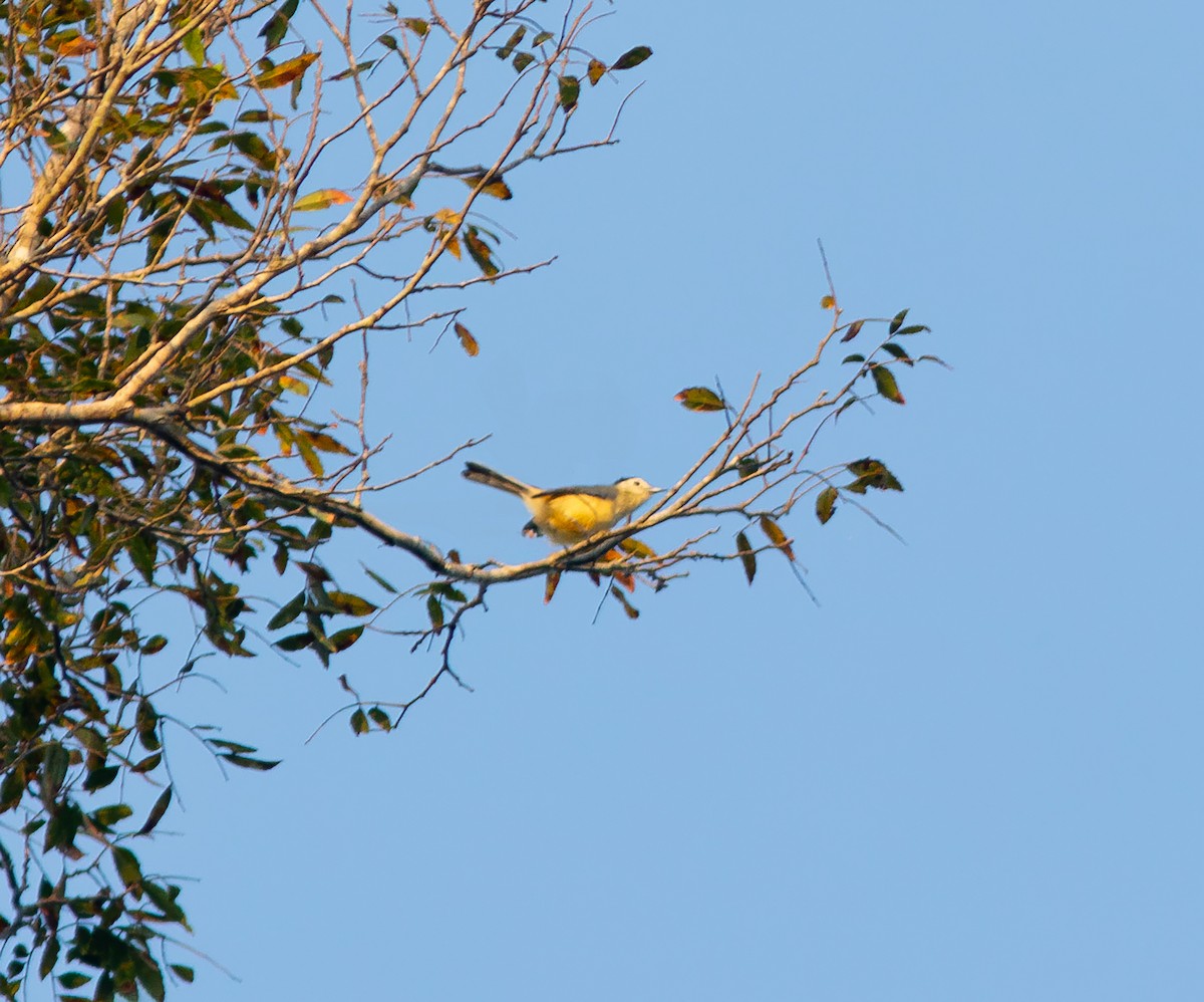 Creamy-bellied Gnatcatcher - ML620400003