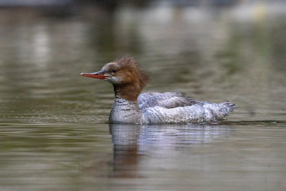 Common Merganser - ML620400013